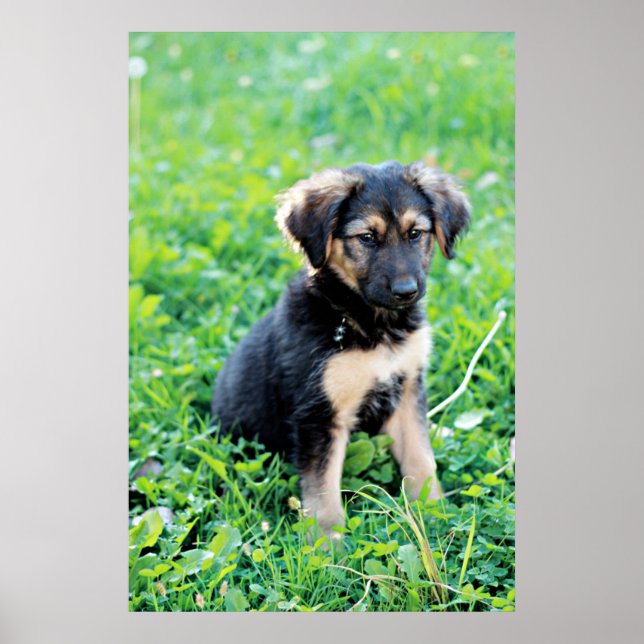 German Shepherd Puppy Poster (Vorne)