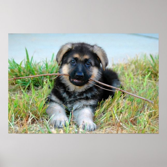 German Shepherd Puppy Poster (Vorne)