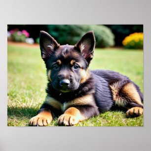 German Shepherd Puppy Poster