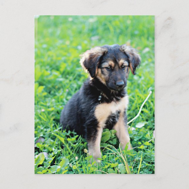 German Shepherd Puppy Postkarte (Vorderseite)