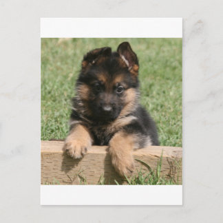 German Shepherd Puppy Postkarte