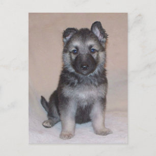German Shepherd Puppy Postkarte