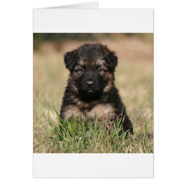 German Shepherd Puppy "Reef" (Vorne)