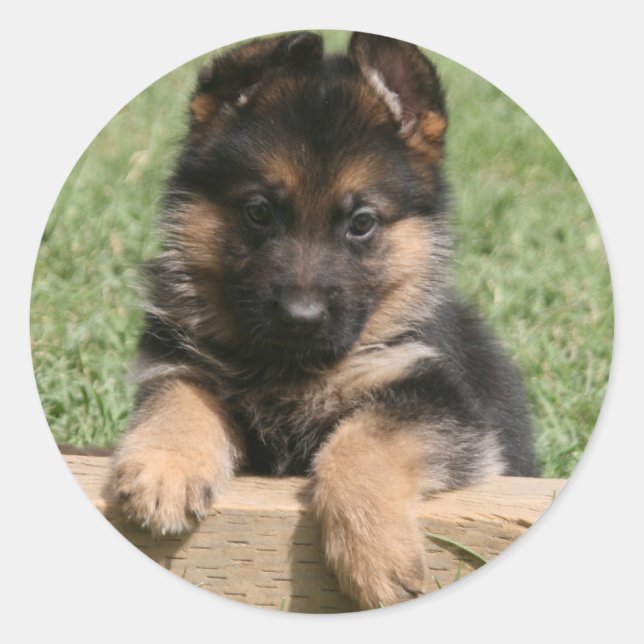 German Shepherd Puppy Runder Aufkleber (Vorderseite)