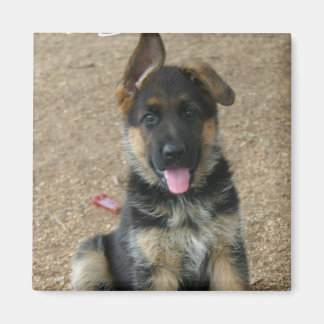 German Shepherd Puppy Square Magnet