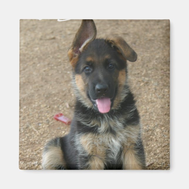 German Shepherd Puppy Square Magnet (Vorne)