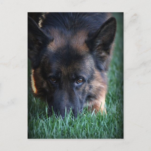 German Shepherd Randy vom Leithawald Postkarte (Vorderseite)