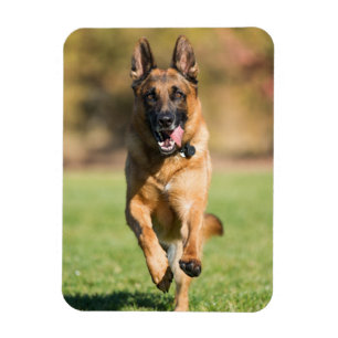 German Shepherd Running Magnet
