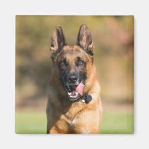 German Shepherd Running Magnet