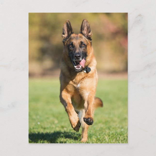 German Shepherd Running Postkarte (Vorderseite)