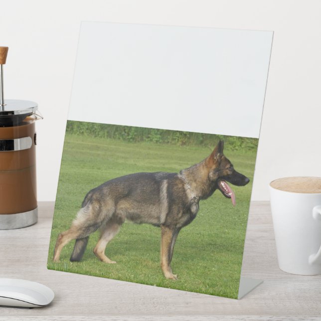 German Shepherd Sable Full Sockelschild (In Situ)