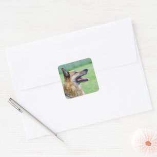 German Shepherd Side Portrait Quadratischer Aufkleber