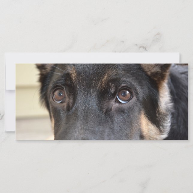 German Shepherd von Shirley Taylor (Vorderseite)