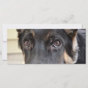 German Shepherd von Shirley Taylor