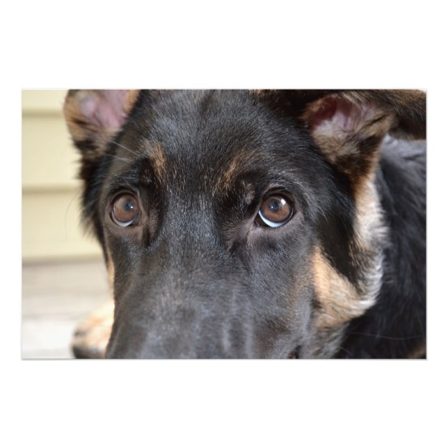 German Shepherd von Shirley Taylor Fotodruck (Vorne)