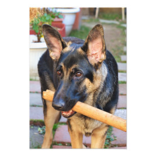 German Shepherd von Shirley Taylor Fotodruck