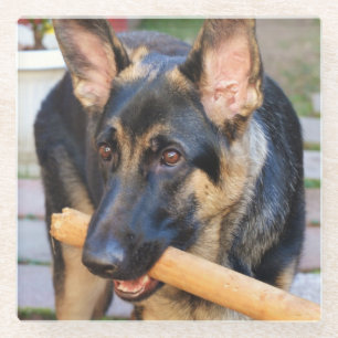 German Shepherd von Shirley Taylor Glasuntersetzer