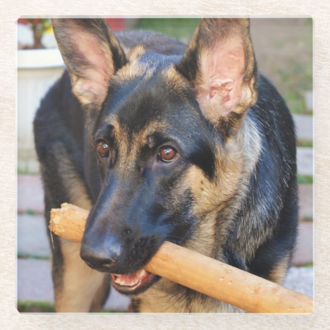 German Shepherd von Shirley Taylor Glasuntersetzer (Vorderseite)