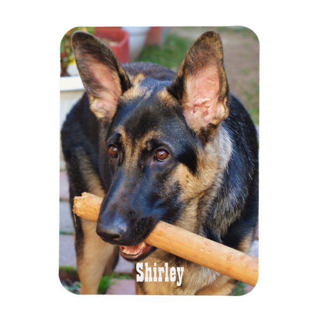 German Shepherd von Shirley Taylor Magnet (Vertikal)