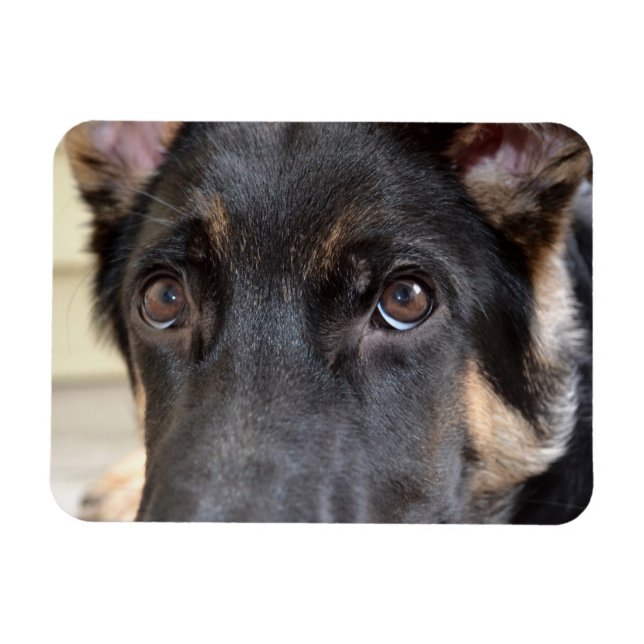 German Shepherd von Shirley Taylor Magnet (Horizontal)
