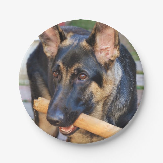 German Shepherd von Shirley Taylor Pappteller (Vorderseite)