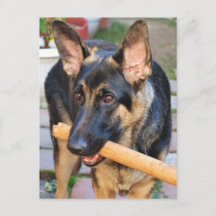 German Shepherd von Shirley Taylor Postkarte