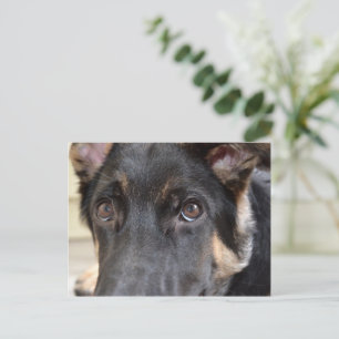 German Shepherd von Shirley Taylor Postkarte