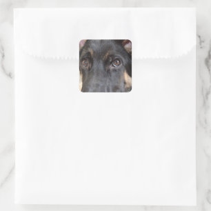 German Shepherd von Shirley Taylor Quadratischer Aufkleber