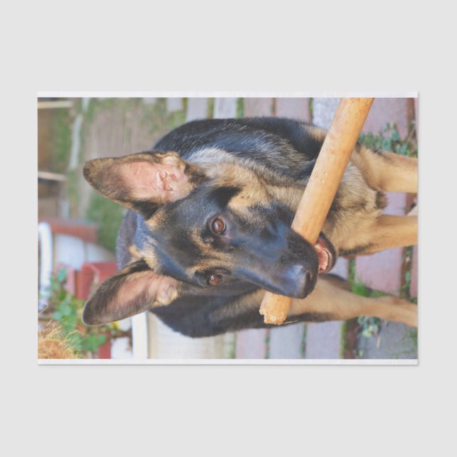 German Shepherd von Shirley Taylor Seidenpapier (Vorderseite)