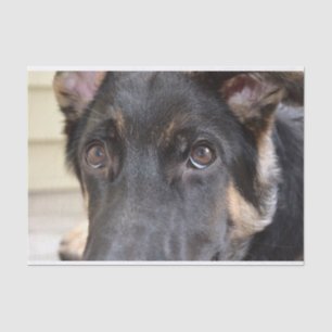 German Shepherd von Shirley Taylor Seidenpapier