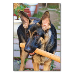German Shepherd von Shirley Taylor Tischnummer
