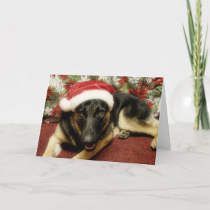 German Shepherd - Weihnachten