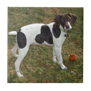 German_short_haired_pointer_puppy Fliese