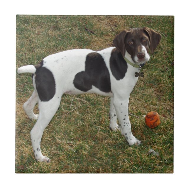 German_short_haired_pointer_puppy Fliese (Vorderseite)