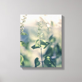 Germander Nature Foto Leinwanddruck