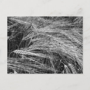 Gerstenohren (Hordeum vulgare) Feiertagspostkarte