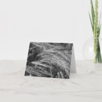 Gerstenohren (Hordeum vulgare)