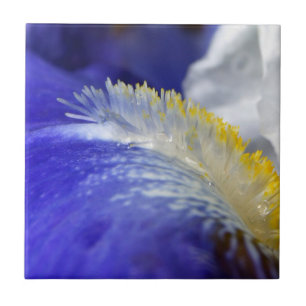 Gesang der Blues! Fliese