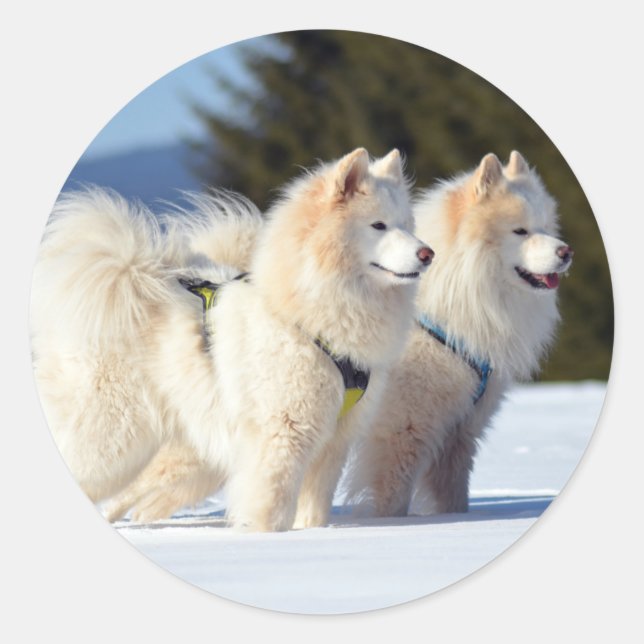 Gesäumte Hunde im Schnee Runder Aufkleber (Vorderseite)