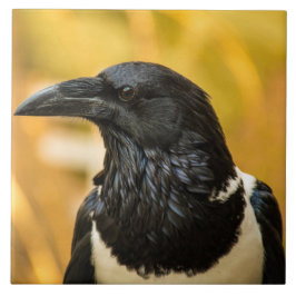 Gescheckte Krähen-große (6" X 6") Fliese