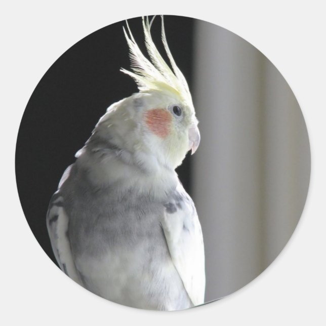 Gescheckter Cockatiel Runder Aufkleber (Vorderseite)