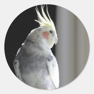 Gescheckter Cockatiel Runder Aufkleber
