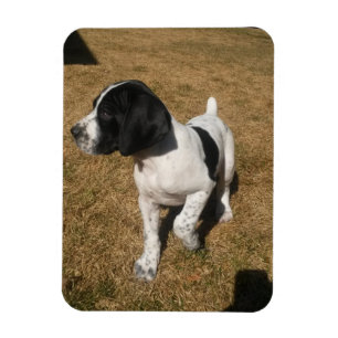 Gescheckter Pfeifer Magnet