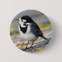 Geschecktes Wagtail-Abzeichen