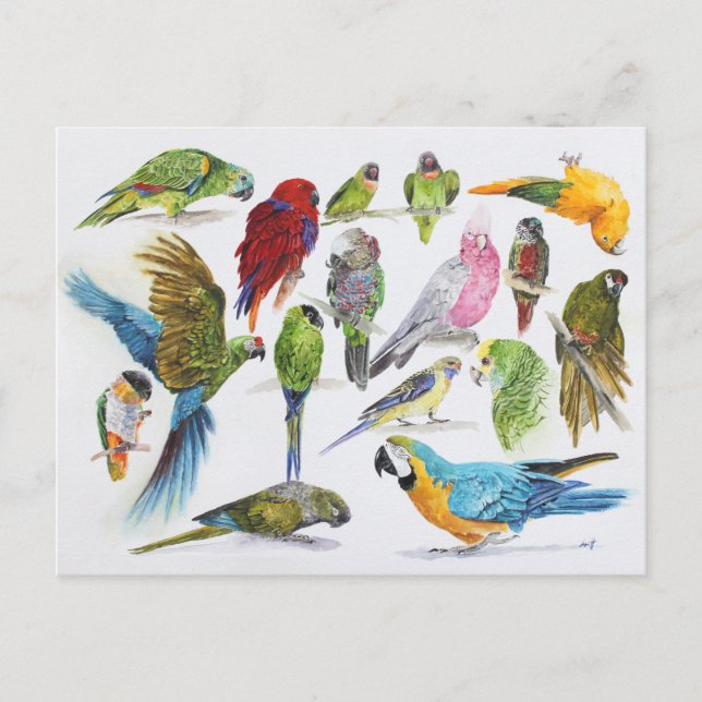 Geschenk für Papageienfreunde überall Postkarte (Vorderseite)