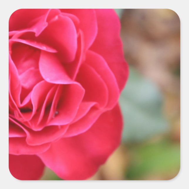 Geschenk mit Rose für den Valentinstag Quadratischer Aufkleber (Vorderseite)