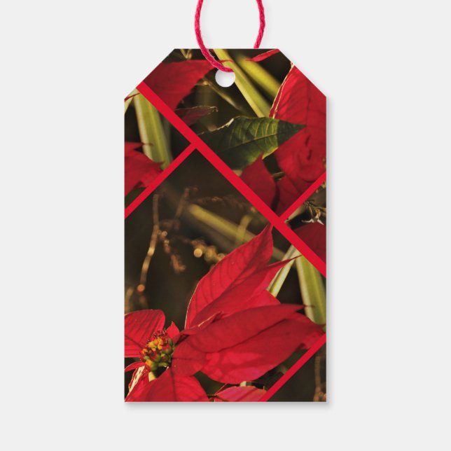Geschenk Tag Poinsettia Weihnachtsfeiertag Geschenkanhänger (Rückseite)