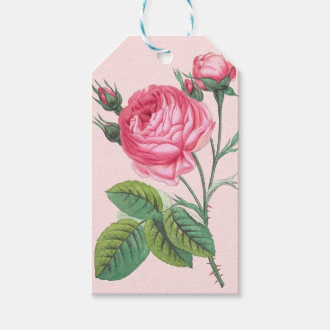 Geschenkanhänger mit rosa Rosenblüte (Vorderseite)