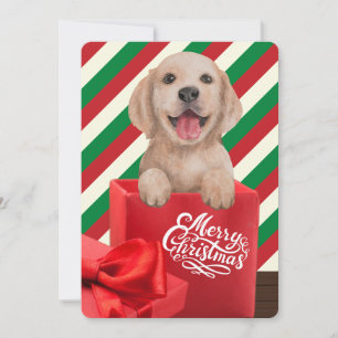 Geschenkbox Golden Retriever Welpe Rot Grüne Strei Feiertagskarte