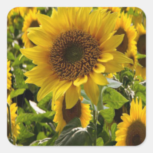 Geschenktaschen Sonnenblumen Quadratischer Aufkleber